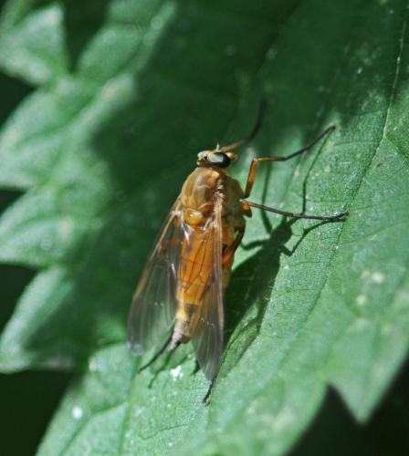 Rhagio tringarius